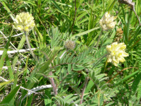 /album/fotogalerie-nabidka/oxytropis-pilosa-jpg/
